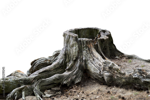 Old weathered tree stump photo