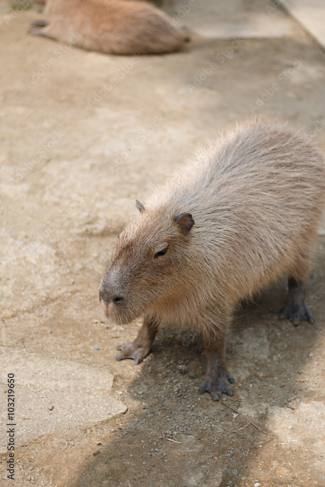 カピバラのポートレート