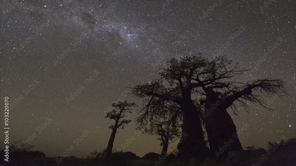 4K Star time-lapse, milky way galaxy moving across the night sky and moon rising with baobab trees in the foreground, Botswana 4K Star time-lapse, milky way galaxy moving across the night sky and moon rising with baobab trees in the foreground, Botswana