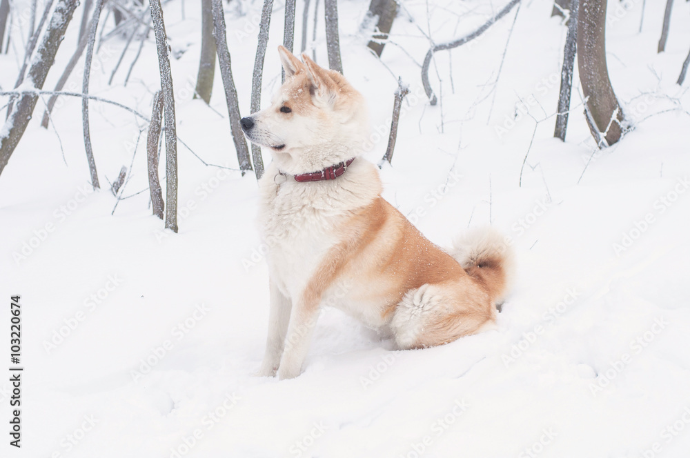 Akita dog in the forest in winter