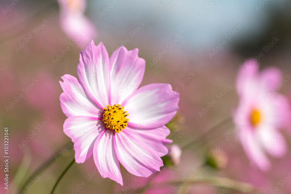 コスモスの花 コスモスの花