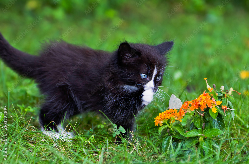 Kitty and Butterfly