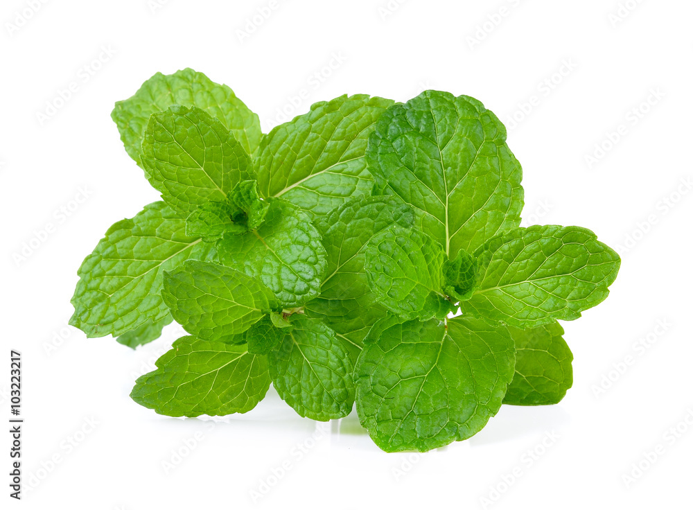mint leaf on white background mint leaf on white background