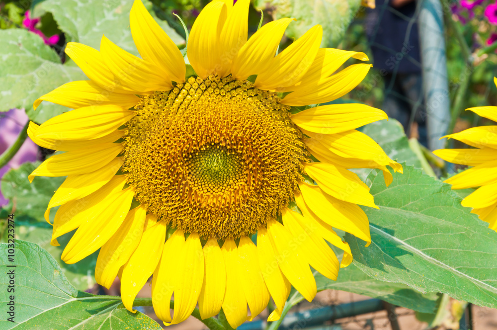 Sun flower in garden.(Soft focus.) Sun flower in garden.(Soft focus.)