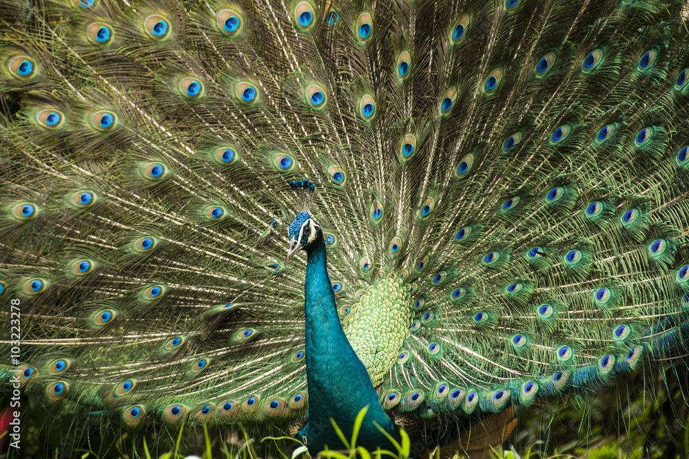 Obraz premium Potrait of beautiful peacock - Bright colorful peacock with its colorful tail fully opened