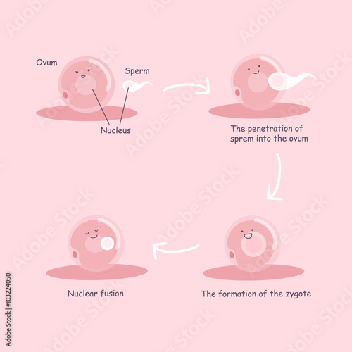 ovum and sperm pregnancy process