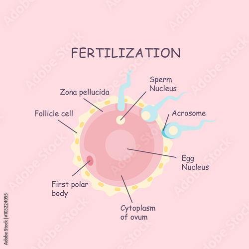 ovum and sperm fertilization process