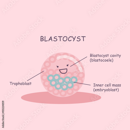 Blastocyst cartoon ovum