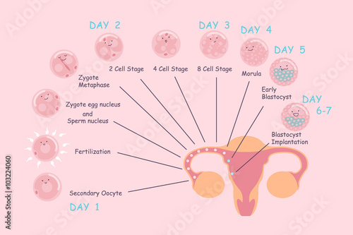 ovum and sperm pregnancy process