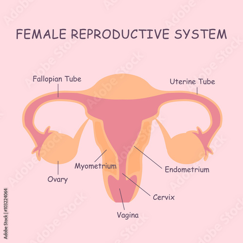 female reproductive system photo