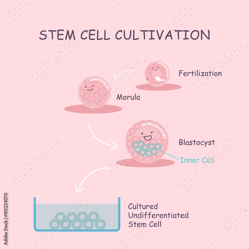 Stem cell cultivation
