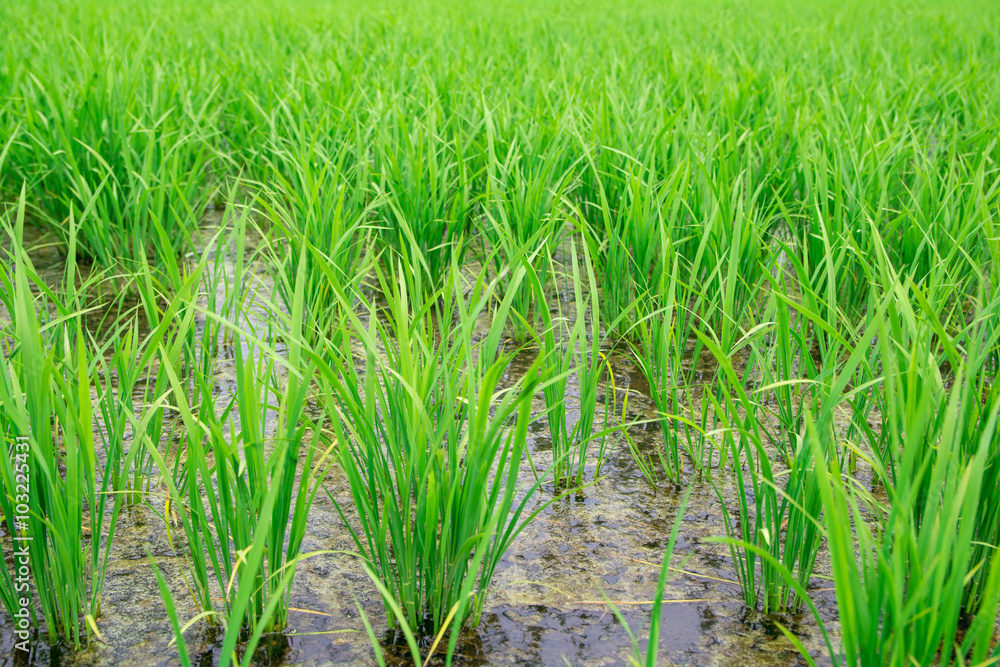 Obraz premium 田植え