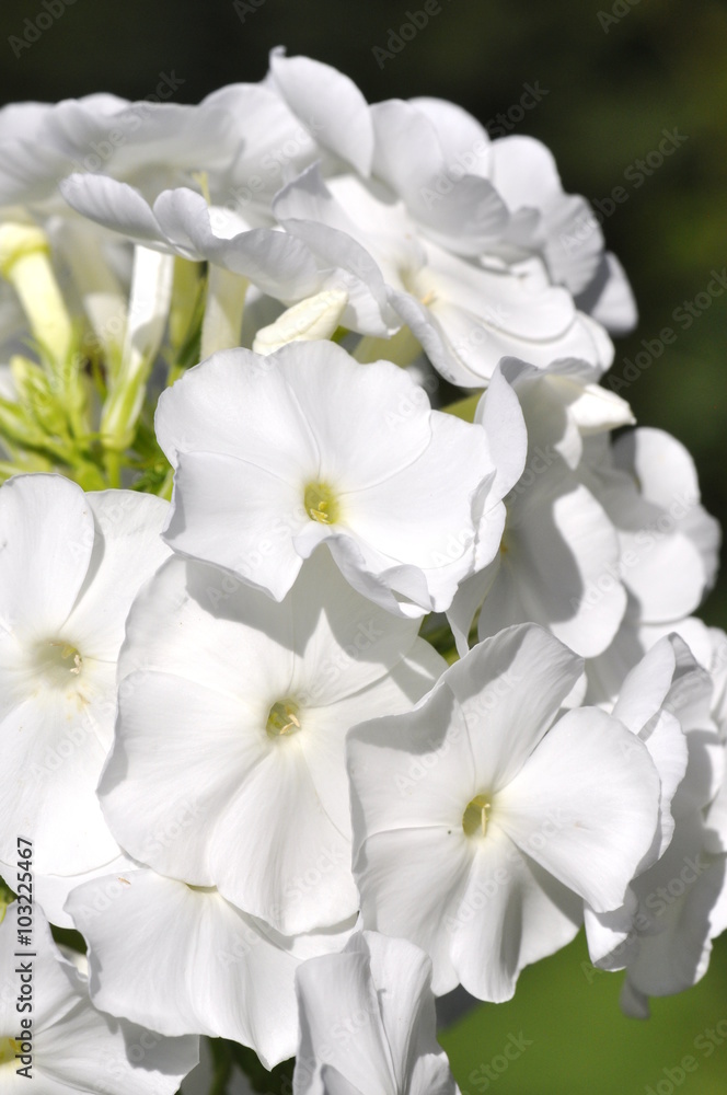 Closeup on white Garden Phlox Closeup on white Garden Phlox