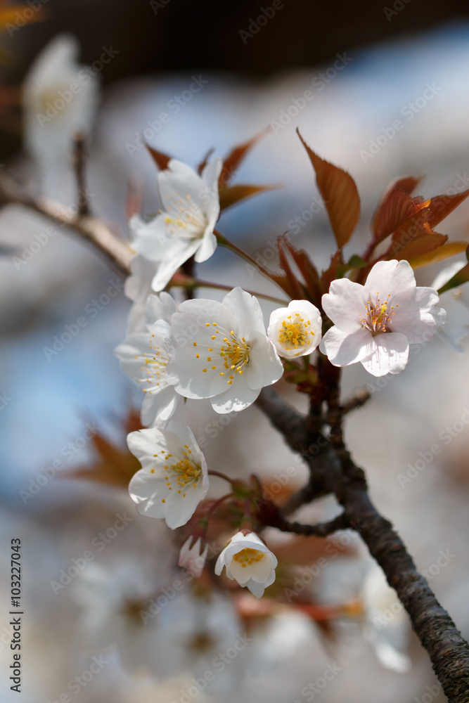 桜の花