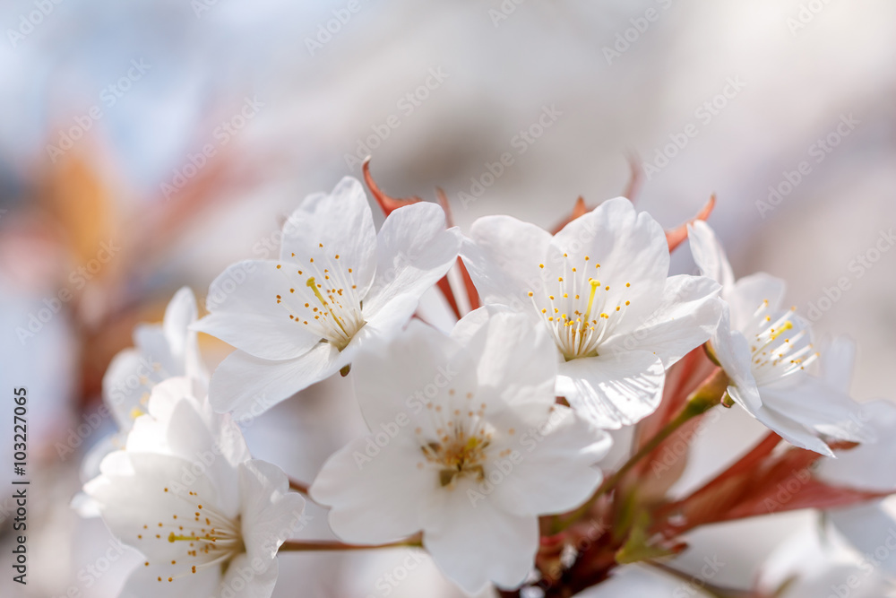 桜の花