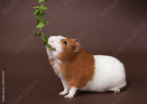 guinea-pig is eating verdure