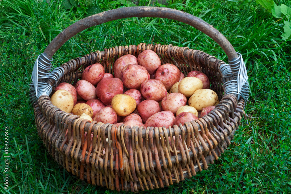 Raw not peeled potatoes in a basket Raw not peeled potatoes in a basket