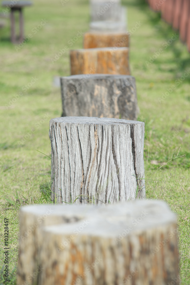 forest tree stump (Selective Focus)