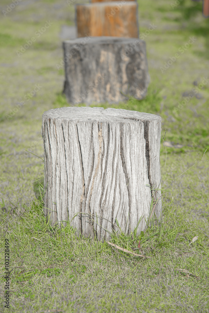 Naklejka premium forest tree stump