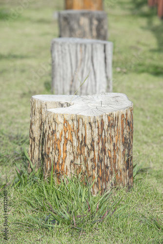 forest tree stump