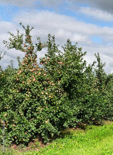 Apple orchard with young apple trees.