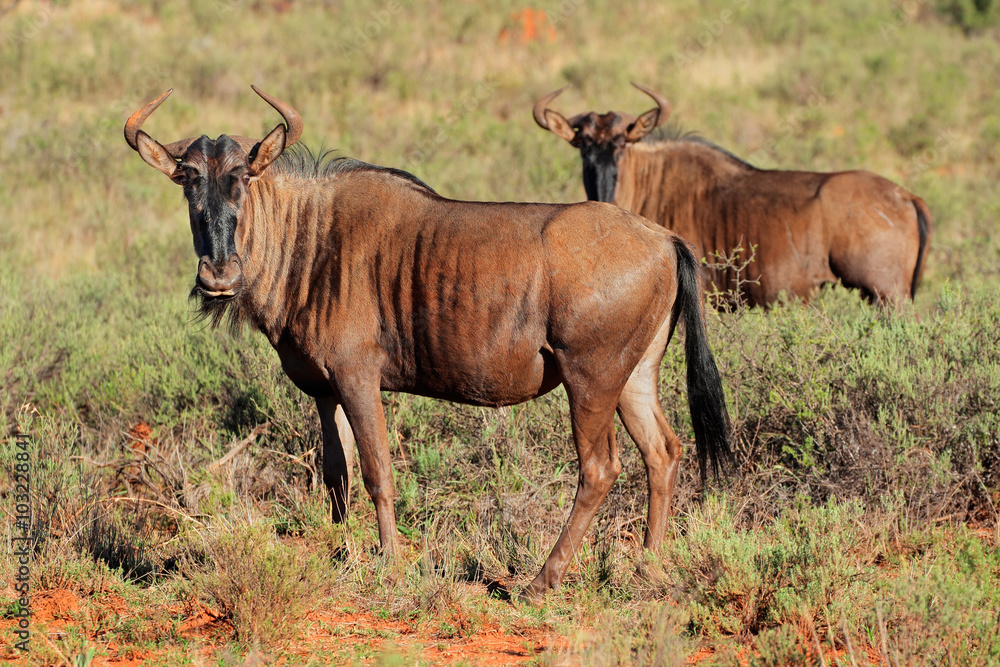 Blue wildebeest (Connochaetes taurinus) in natural habitat, South Africa. Blue wildebeest (Connochaetes taurinus) in natural habitat, South Africa.