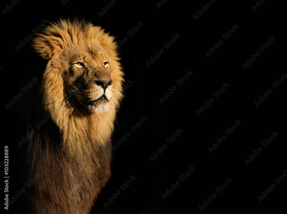 Naklejka premium Portret wielkiego samca lwa afrykańskiego (Panthera leo) na czarnym tle, RPA.