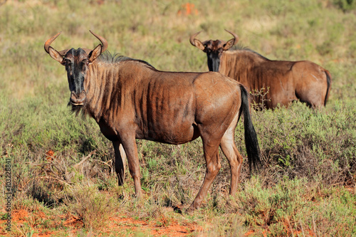 Blue wildebeest  Connochaetes taurinus  in natural habitat  South Africa.