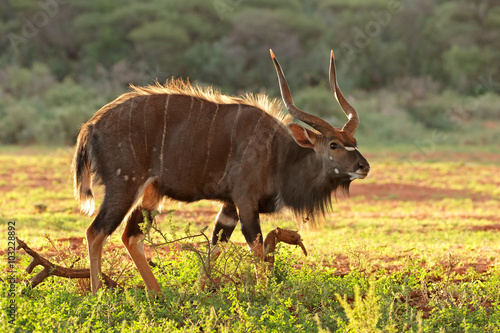 Male Nyala antelope (Tragelaphus angasii) in late afternoon light, South Africa.