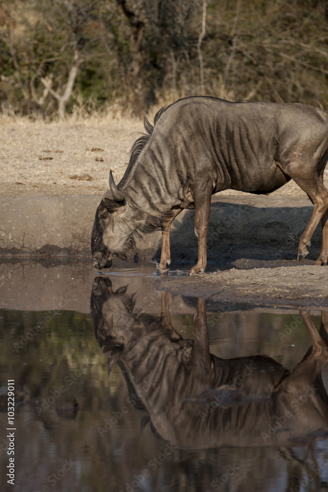 Fototapeta premium Gnu - Blue Wildebeest (Connochaetes taurinus) del Parco Nazionale di Etosha in Namibia 