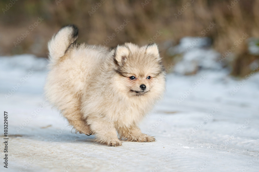 Funny pomeranian spitz puppy playing in winter