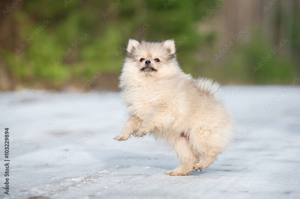 Happy pomeranian spitz puppy playing in winter Happy pomeranian spitz puppy playing in winter