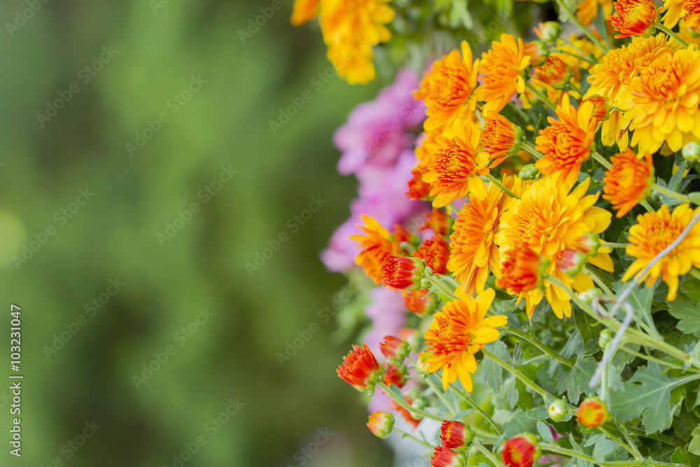 cluster of orange chrysanthemum flowers cluster of orange chrysanthemum flowers