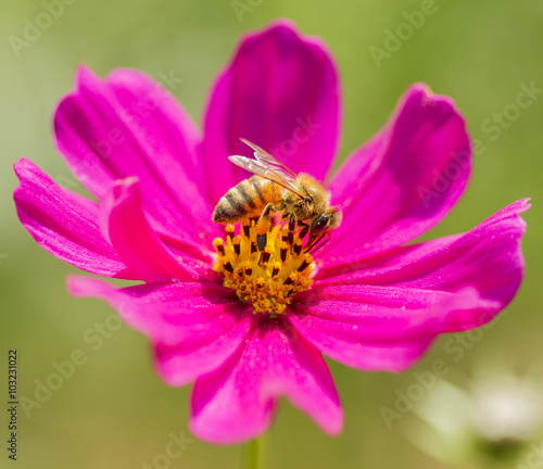 Honey Bee, Bee © prasong.