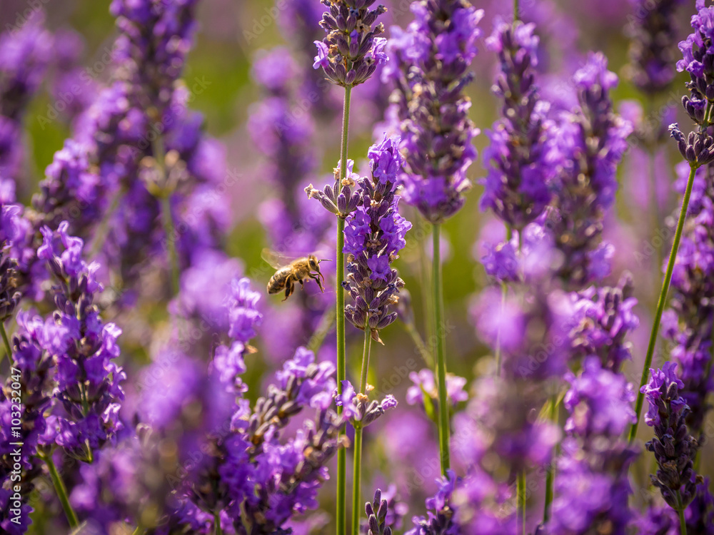 Bee in the lavender field, Valensole, Provence, France Bee in the lavender field, Valensole, Provence, France