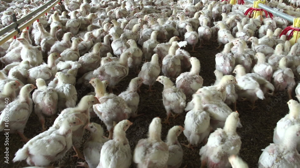 Intensive factory farming of chickens in broiler houses,South Africa