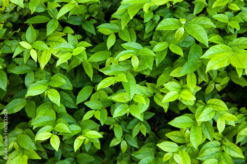 Green leaves background.