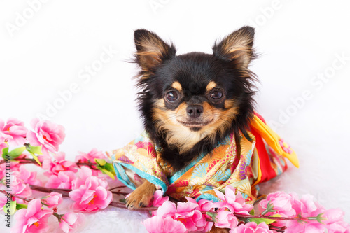 Chihuahua dog wear Japan traditional Kimono with Sakura flower on white isolated background.
