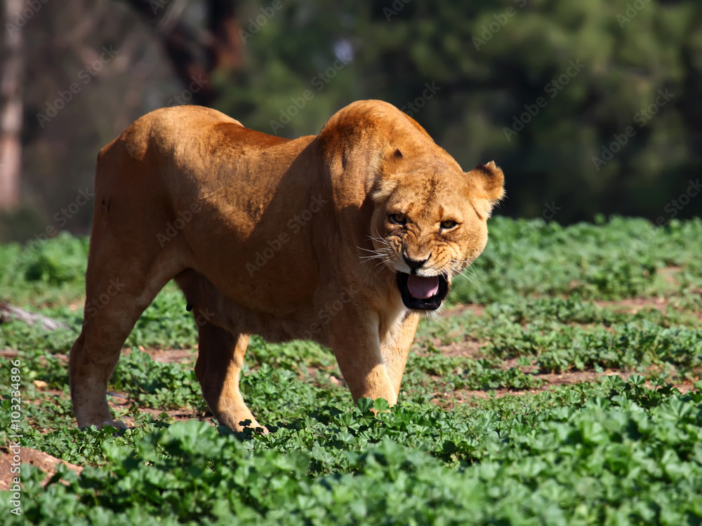 Obraz premium angry lioness