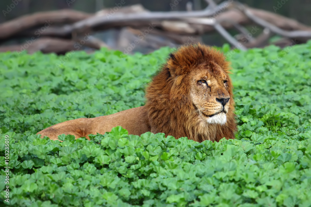 Closeup picture of a male lion resting in the grass Closeup picture of a male lion resting in the grass