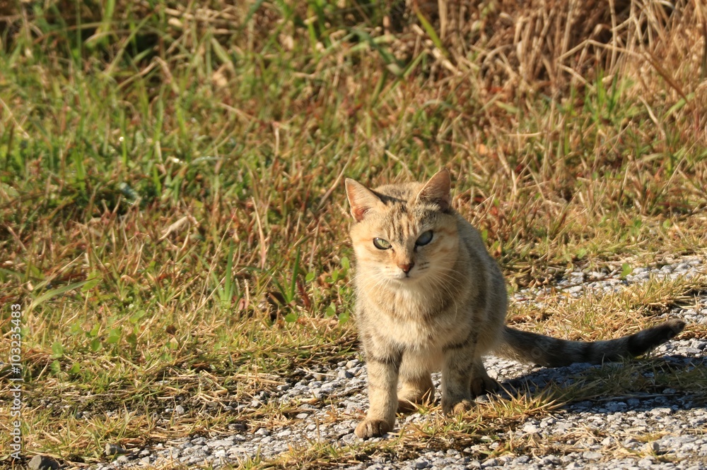 Fototapeta premium 外に出てきた猫