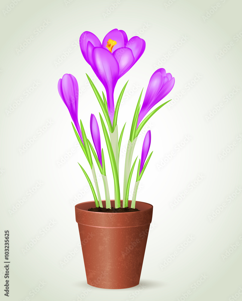 Violet crocus in flower pot