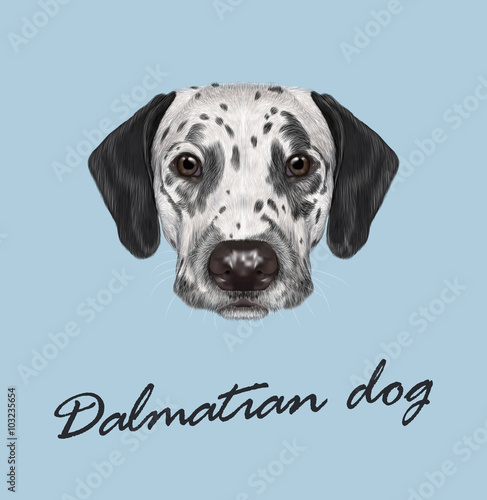 Dalmatian dog portrait
