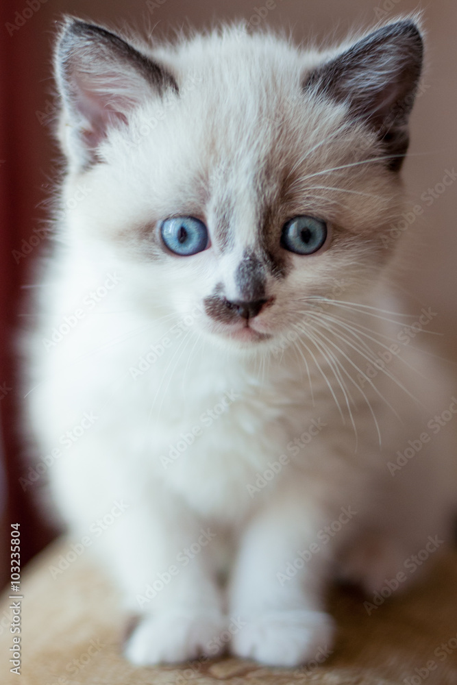 kitten close-up indoors kitten close-up indoors