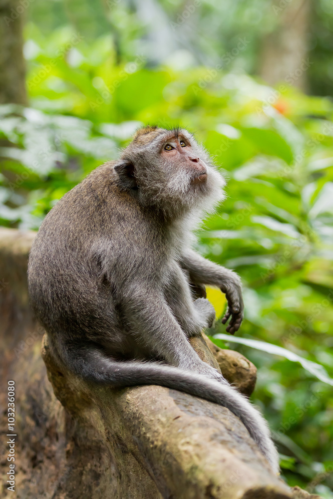 Monkey sits on tree. Monkey forest in Ubud, Bali, Indonesia.