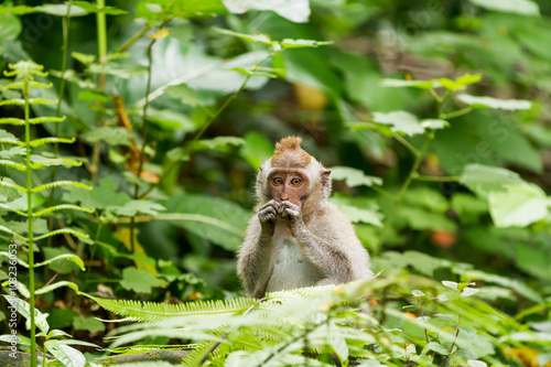 Monkey in jungle forest. Monkey forest in Ubud, Bali, Indonesia.