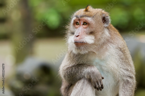 Close up photo of monkey's face. Monkey forest in Ubud, Bali, Indonesia.