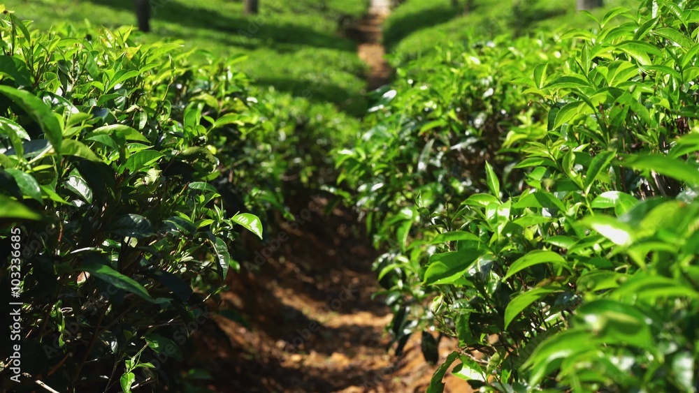 picking tea on plantation, on January 2016 in Nuwara Eliya, Sri Lanka picking tea on plantation, on January 2016 in Nuwara Eliya, Sri Lanka