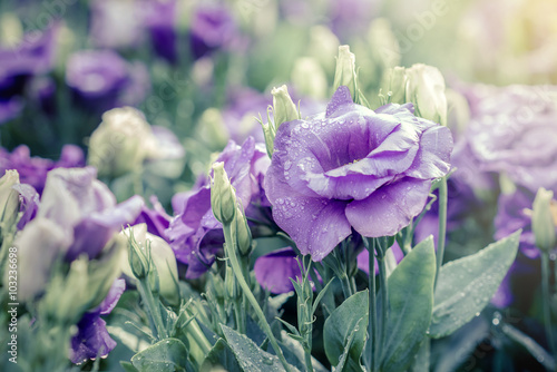 bouquet of violet lisianthus flowers photo