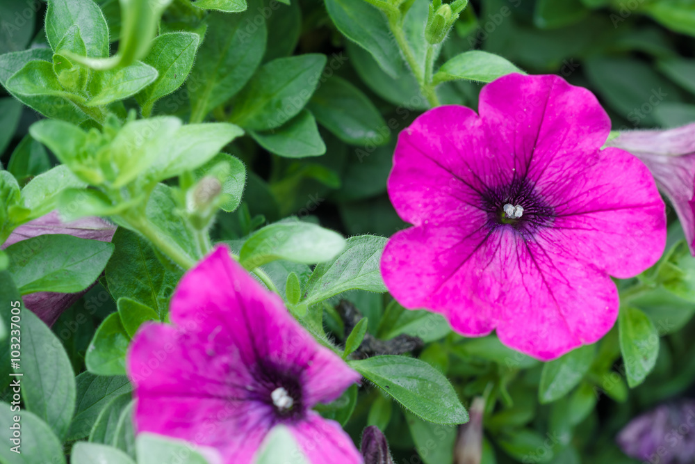 purple petunia flowers in the garden in Spring time